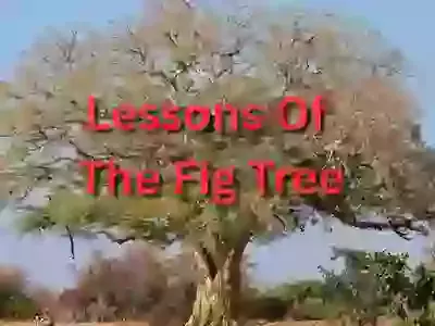 Lessons of the Fig Tree